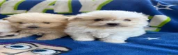 Pomapoo dogs for sale: Pomapoo puppies  - Advert 3