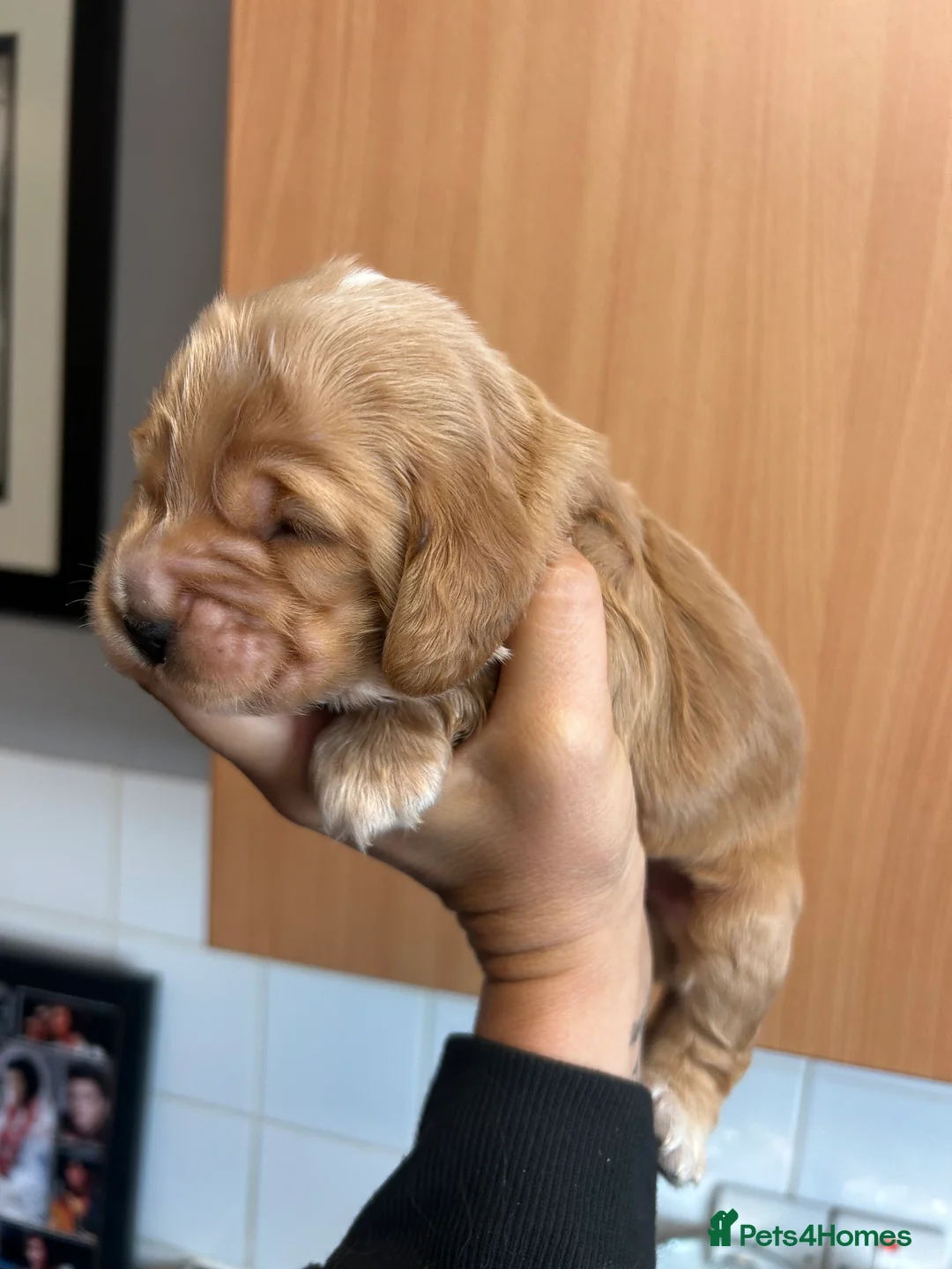 Cocker Spaniel dogs for sale:  SHOW true to type quality puppies 🐶2 BOYS LEFT * - Advert 2