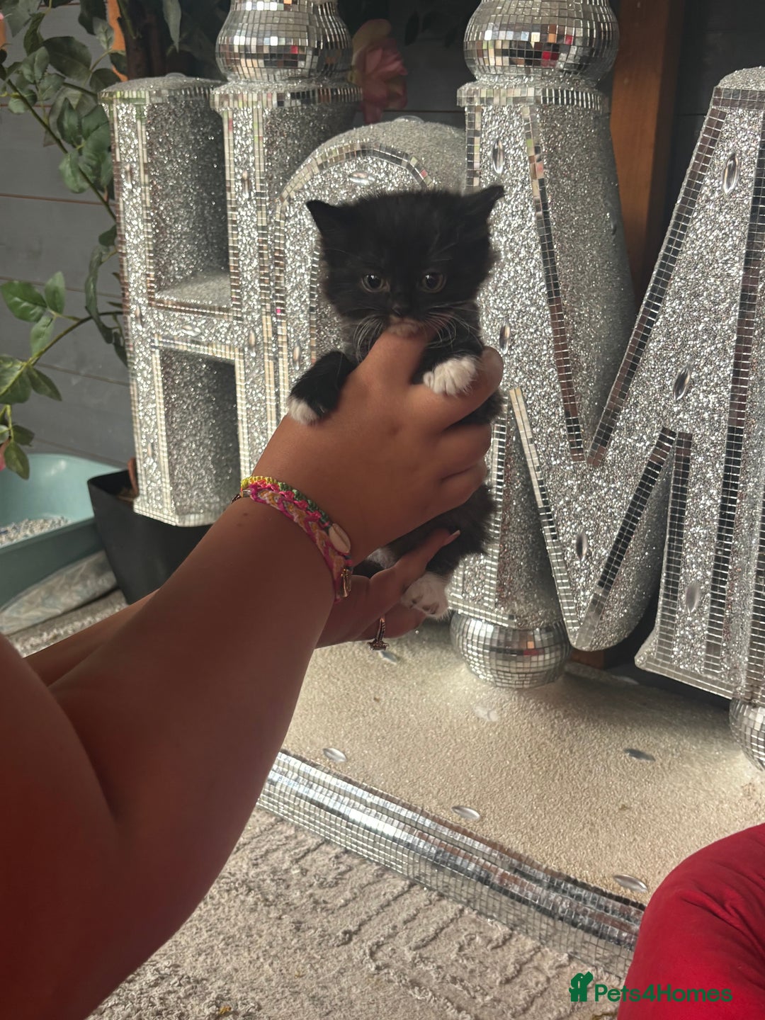 Ragdoll cats for sale: 3 beautiful ragdoll kittens available  - Image 10