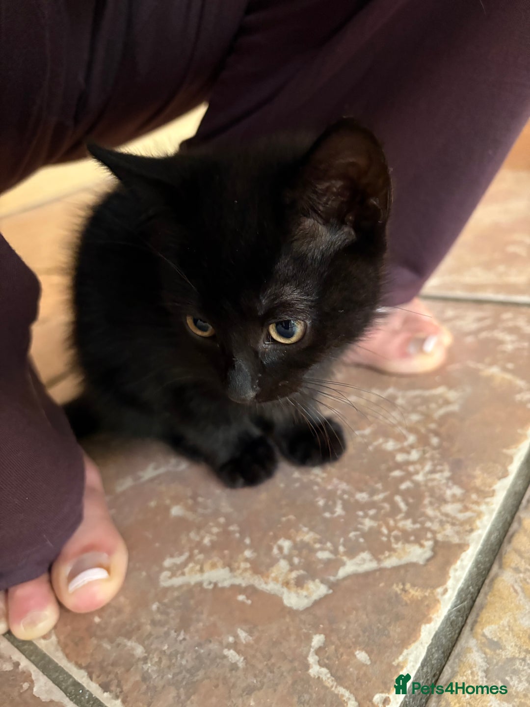 Mixed Breed cats for sale: Beautiful 10 week old kitten - Advert 3