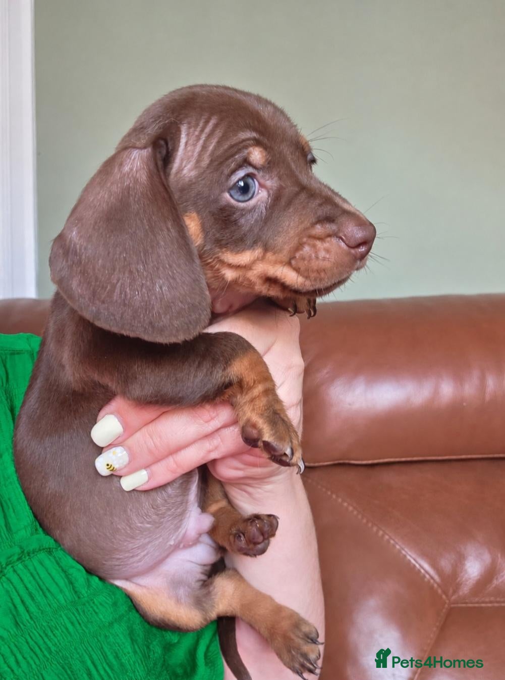 Miniature Dachshund dogs 1 boy ready now - Advert 15