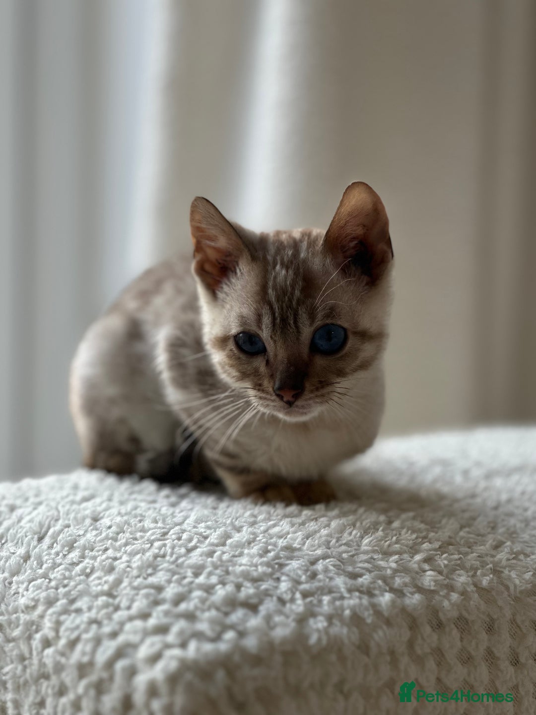 Bengal cats for sale: Snow lynx bengal  - Advert 3