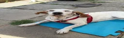 Mixed Breed dogs for adoption: Cora - lovely Sabueso Hound for adoption in Southampton - Advert 5