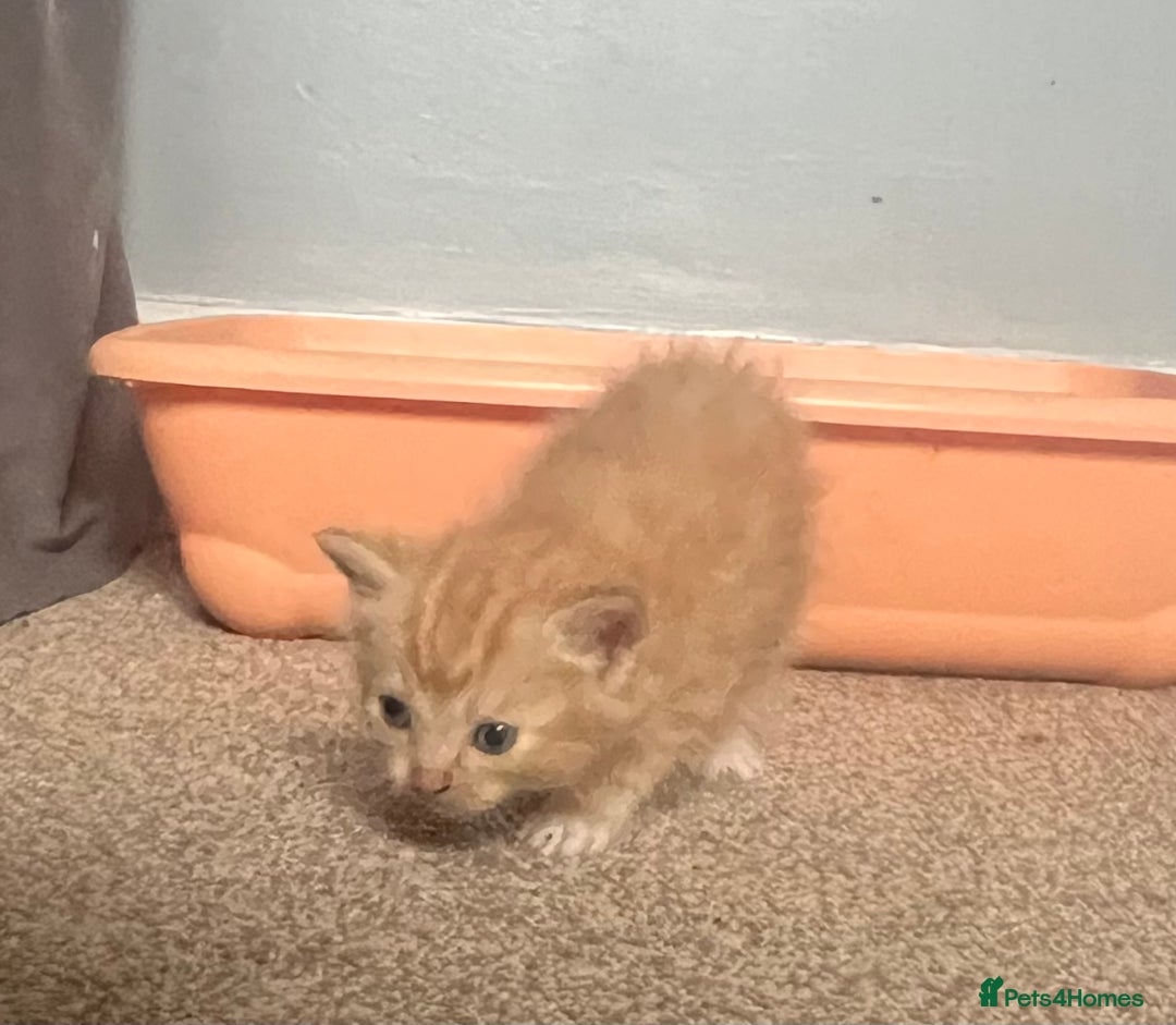 Mixed Breed cats for sale: Half Ragdoll Kittens - Image 5