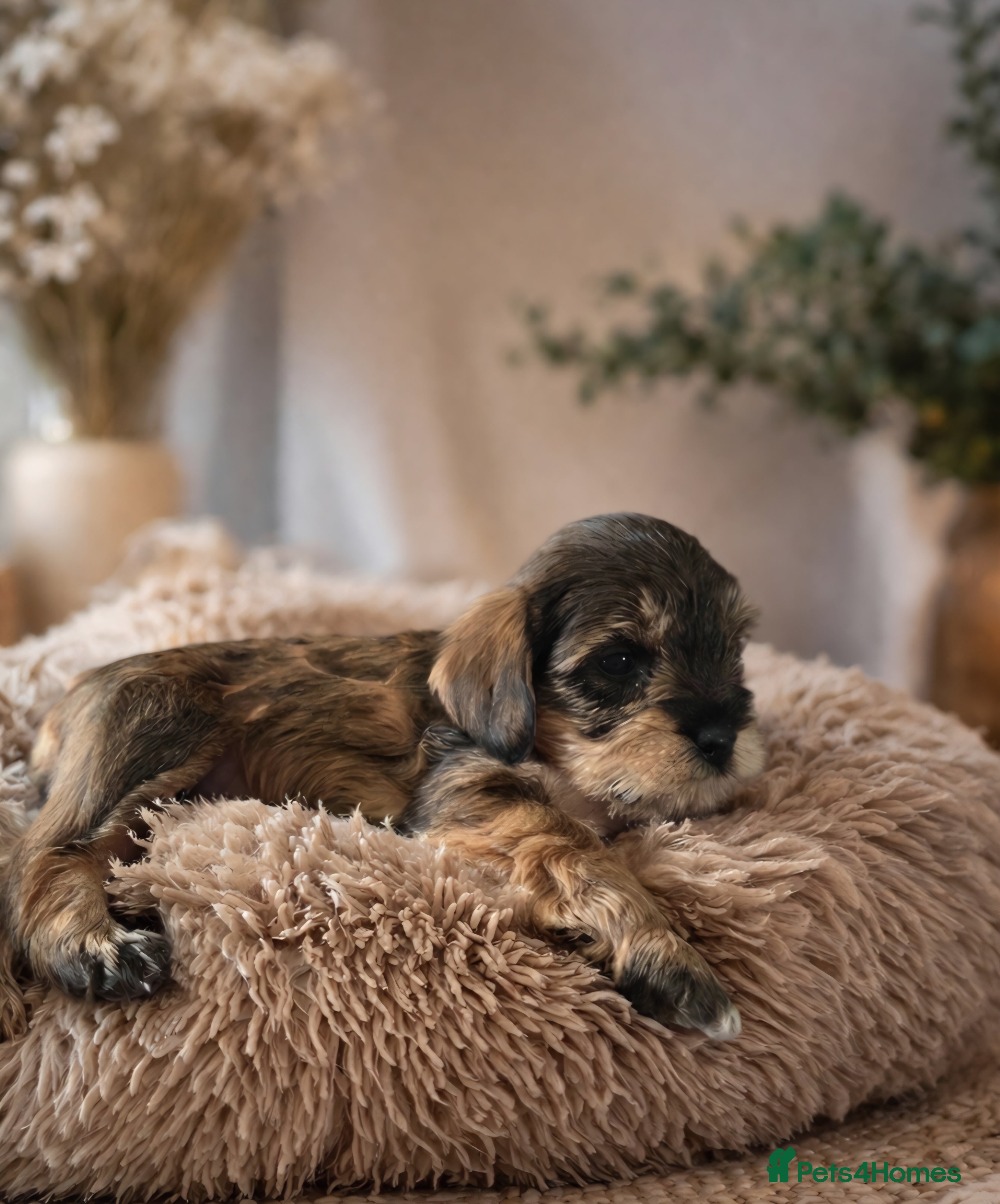 Mixed Breed dogs Schnockerpoo (cockapoo cross mini schnauzer) - Advert 1