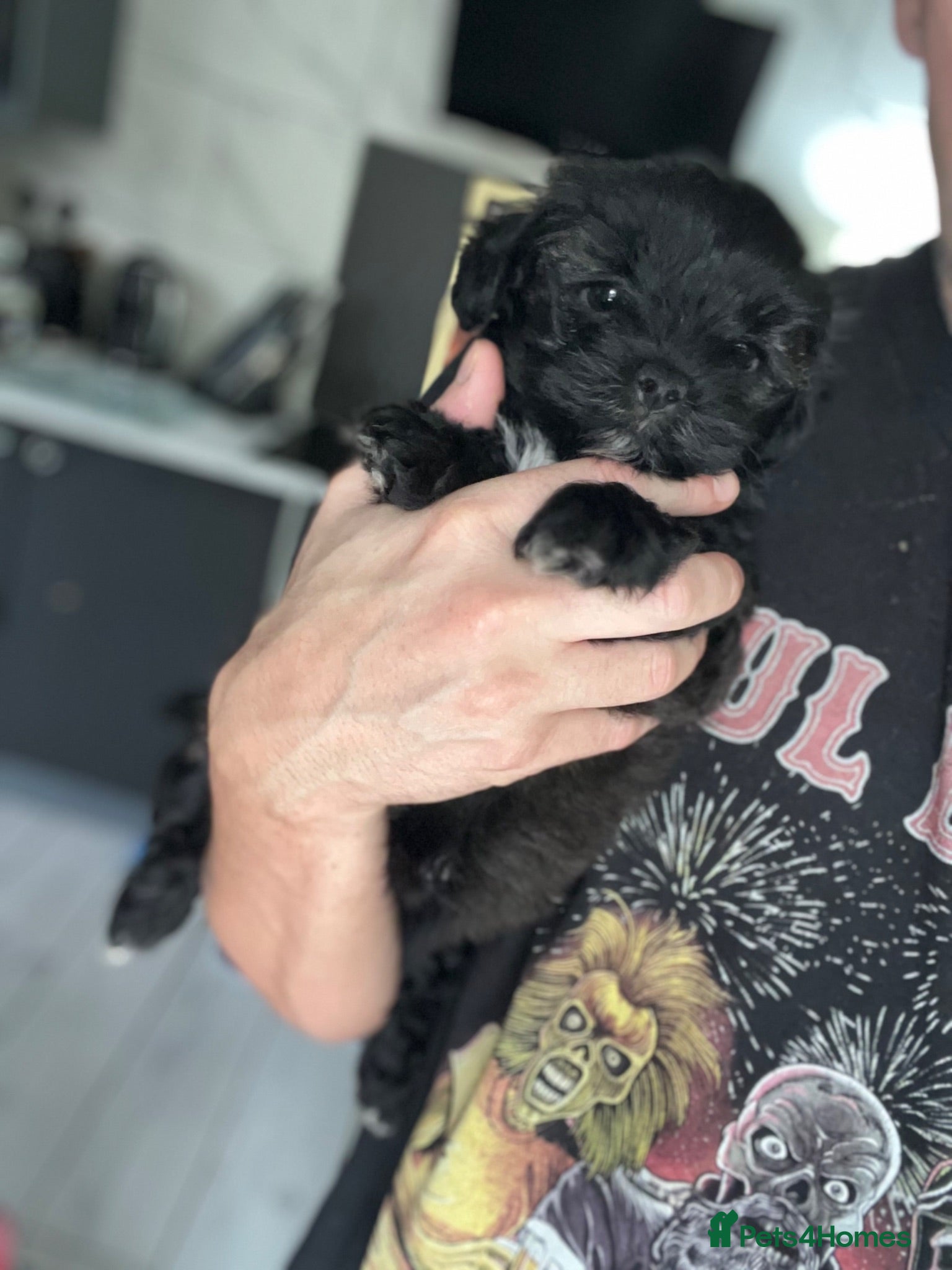 Shihpoo dogs One boy available Toy shihpoo  - Advert 1