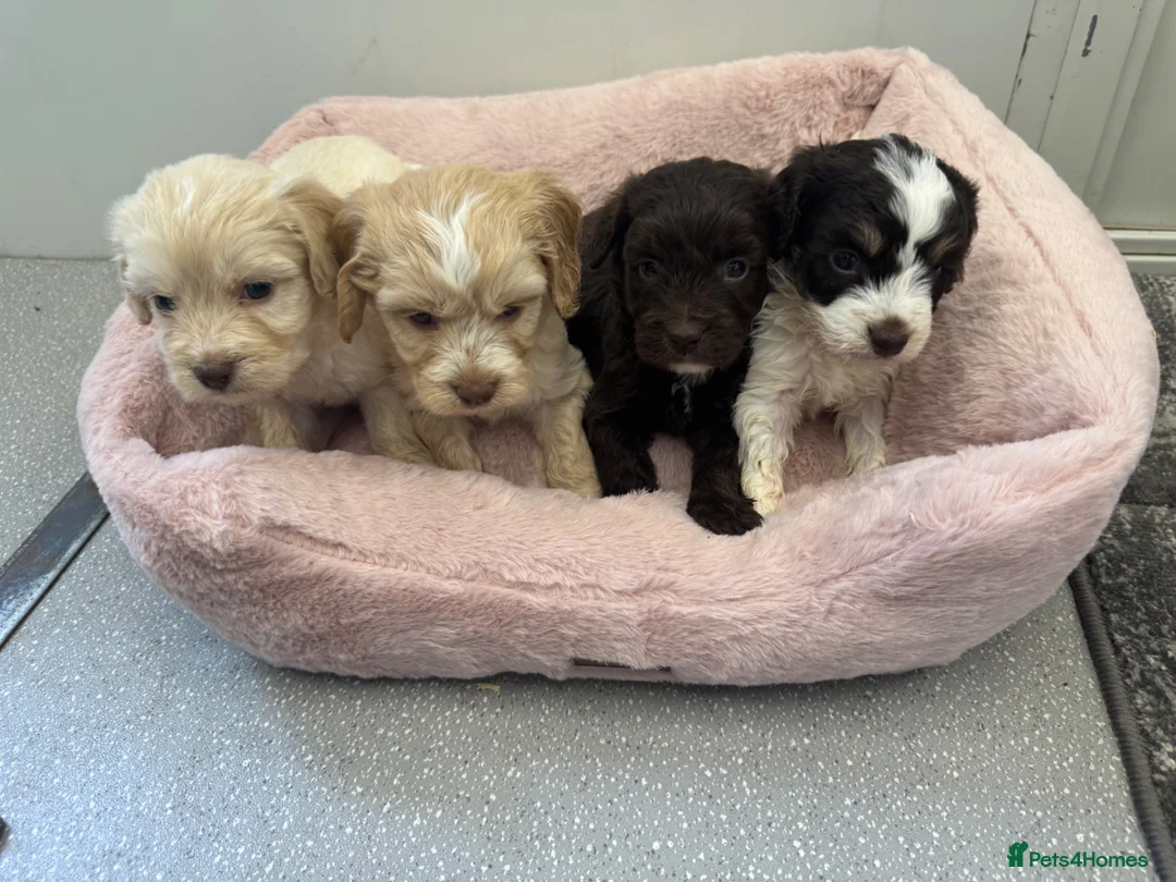 Cockapoo dogs for sale: F1 cockapoo puppies  - Advert 1