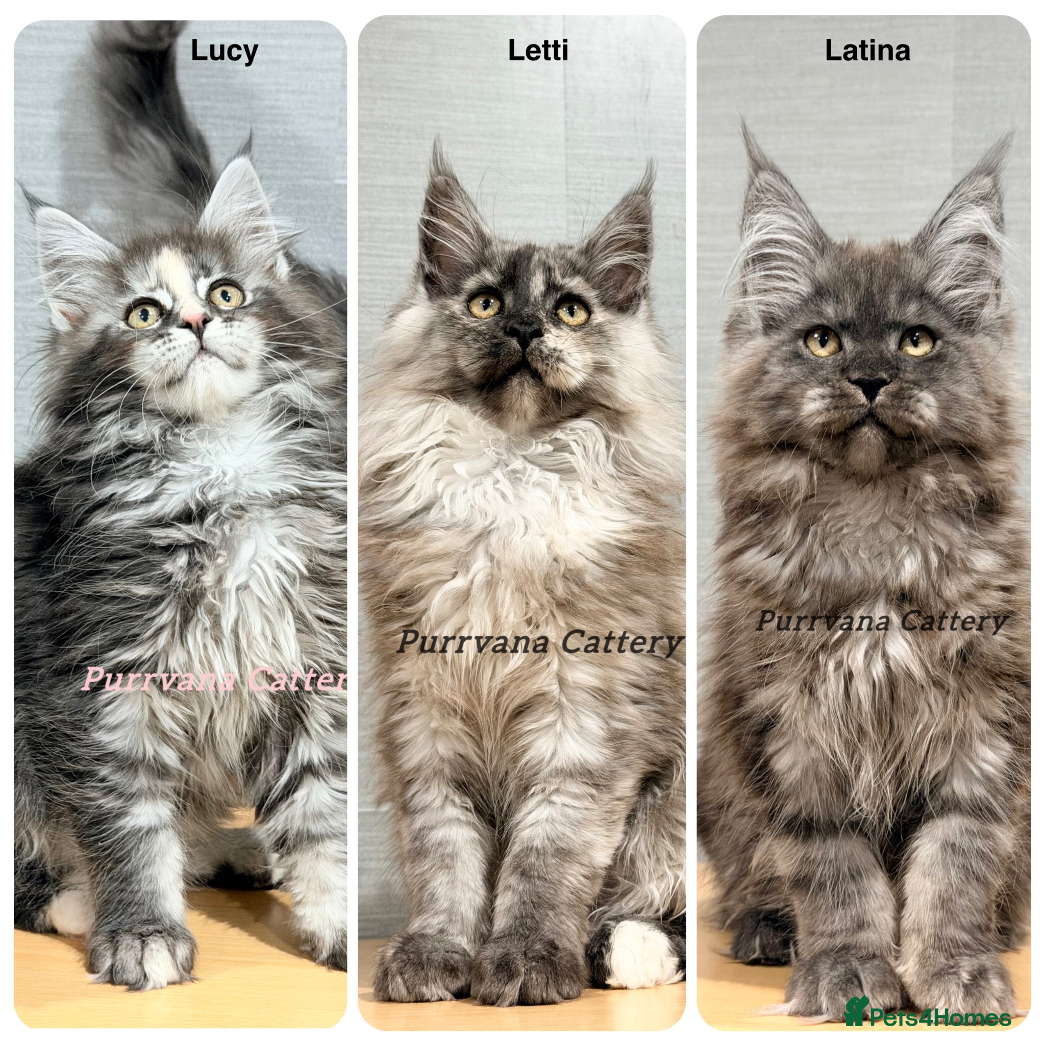 Maine Coon cats TICA registration Maine coon kittens Ready to go - Advert 15