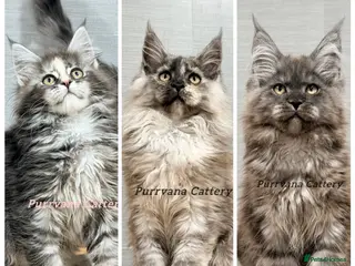 Maine Coon cats TICA registration Maine coon kittens Ready to go - Advert 15
