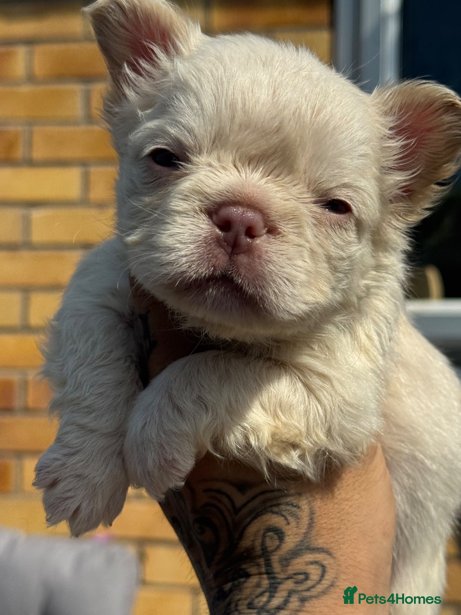 French Bulldog dogs READ INFO fluffy and carrier french bulldogs - Advert 2