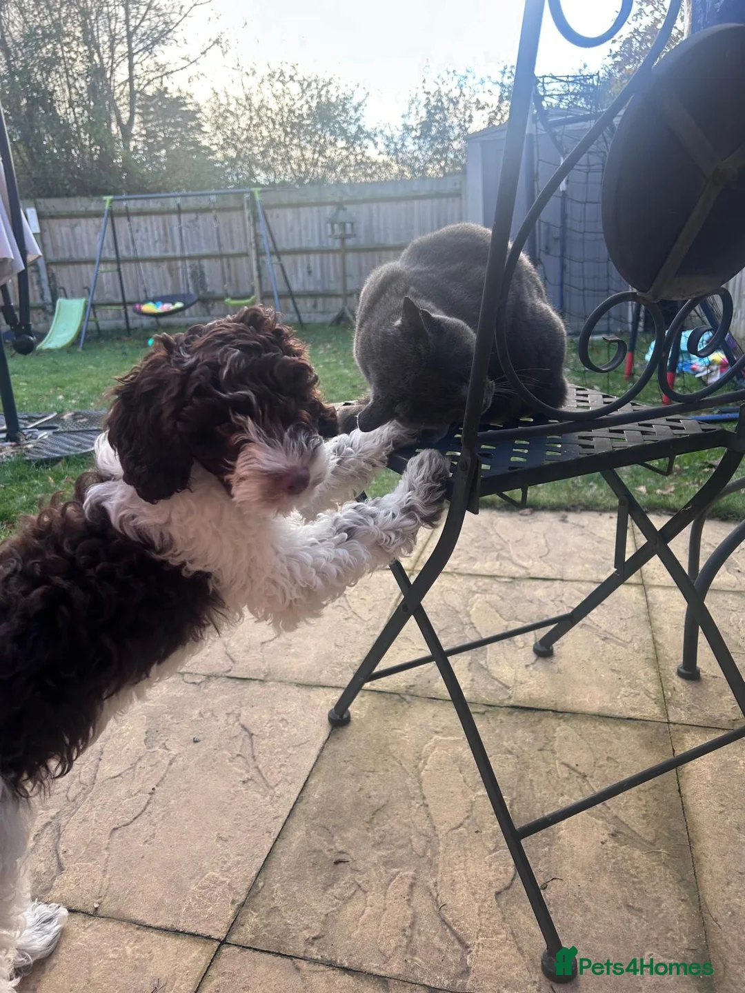 Cockapoo dogs for sale: Male cockapoo  - Advert 4