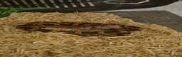 Corn Snake reptiles for sale: Okeetee Corn snake - Advert 4