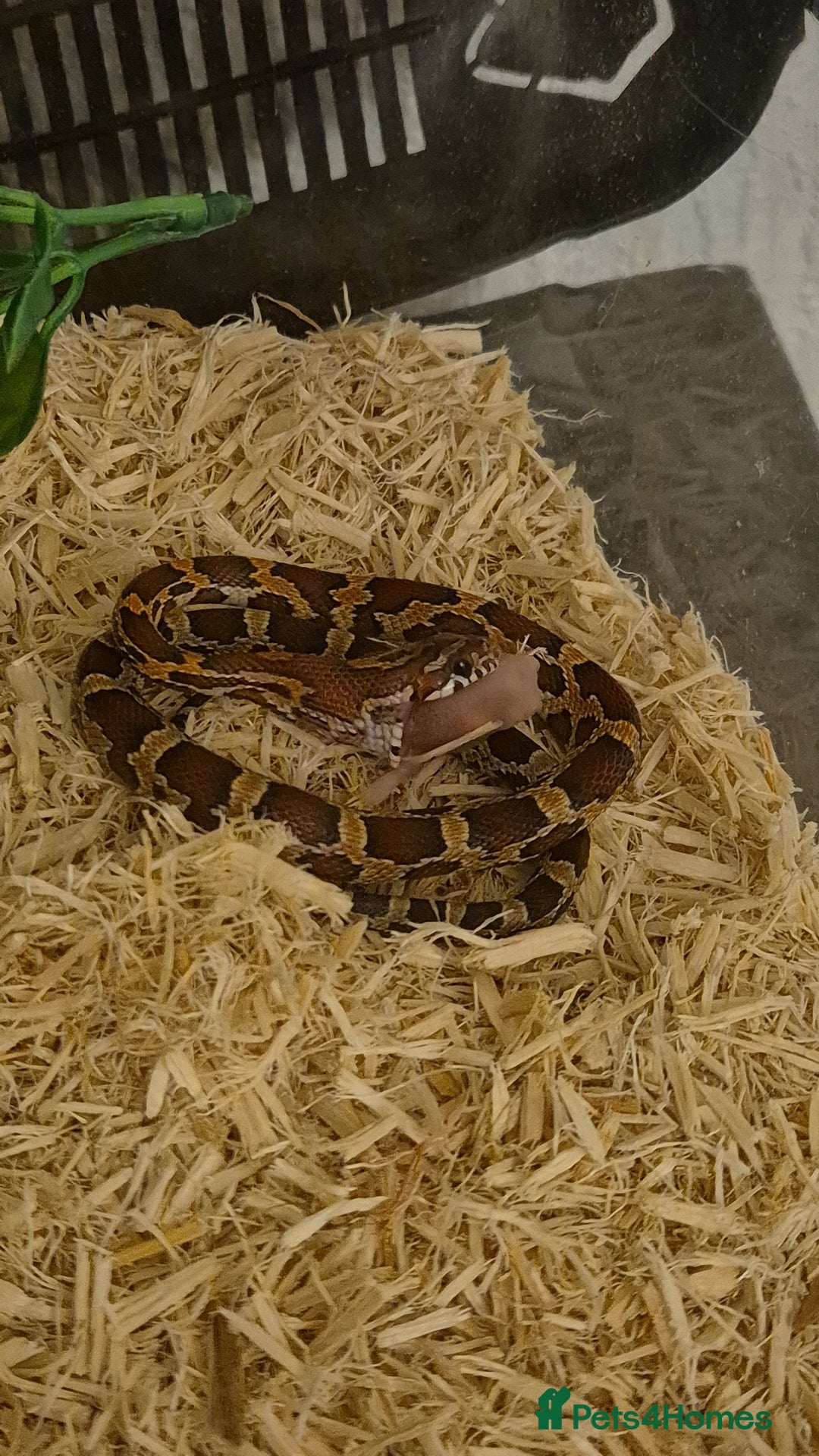 Corn Snake reptiles for sale: Okeetee Corn snake - Advert 4