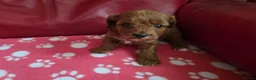 Cavapoo dogs for sale: F1 cavapoos  - Advert 4
