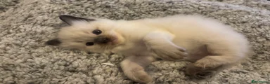 Ragdoll Kitten 1