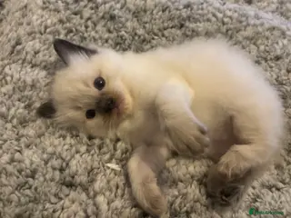 Ragdoll cats Beautiful ragdoll kittens - Advert 6