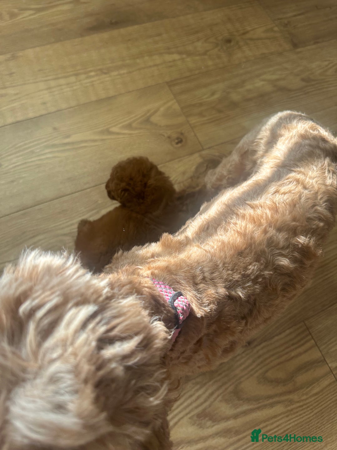 Cockapoo dogs for sale: 🌸Stunning fox red toy cockapoo🌸 - Image 10