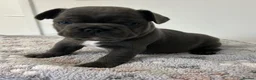 French Bulldog dogs for sale:  male looking for ⭐️⭐️⭐️⭐️forever home 🏠🐶🐾 in Stafford - Advert 8