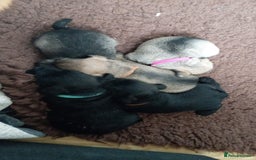 Miniature Schnauzer dogs for sale: Miniature Schnauzer puppies kc reg Ready to view - Image 21