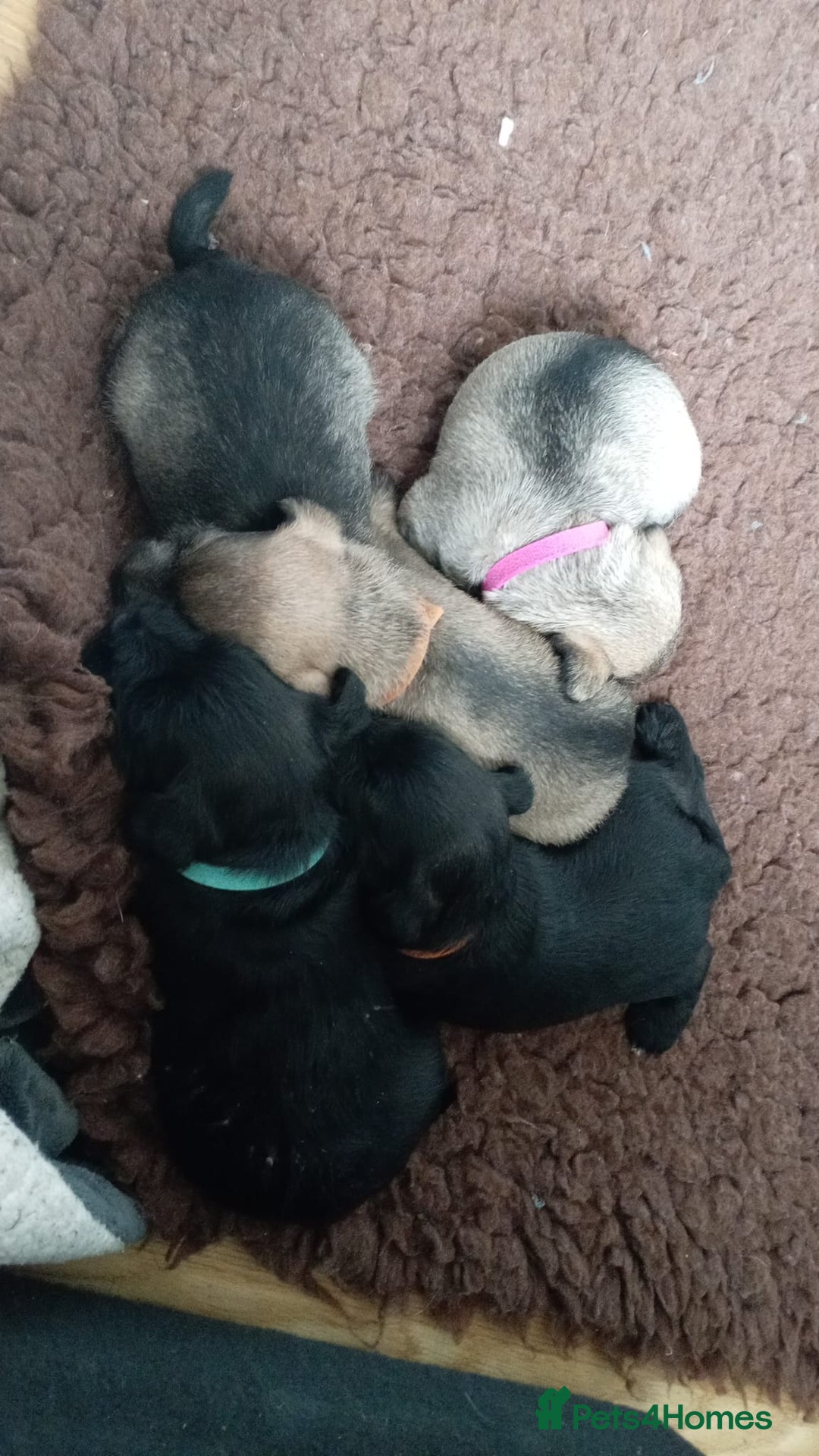 Miniature Schnauzer dogs for sale: Miniature Schnauzer puppies kc reg Ready to view - Image 21
