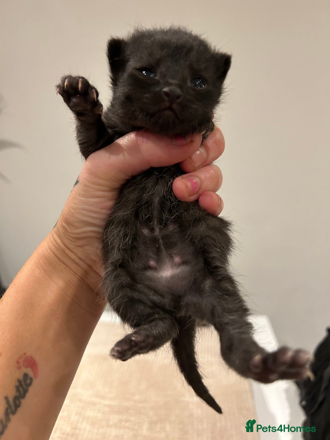 Savannah cats for sale: 5 f3 savannah  - Advert 4