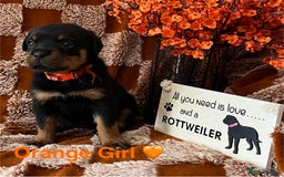 Rottweiler dogs for sale: The best of the best Rottweilers  - Image 37