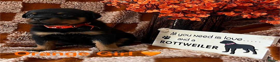 Rottweiler Puppy 5