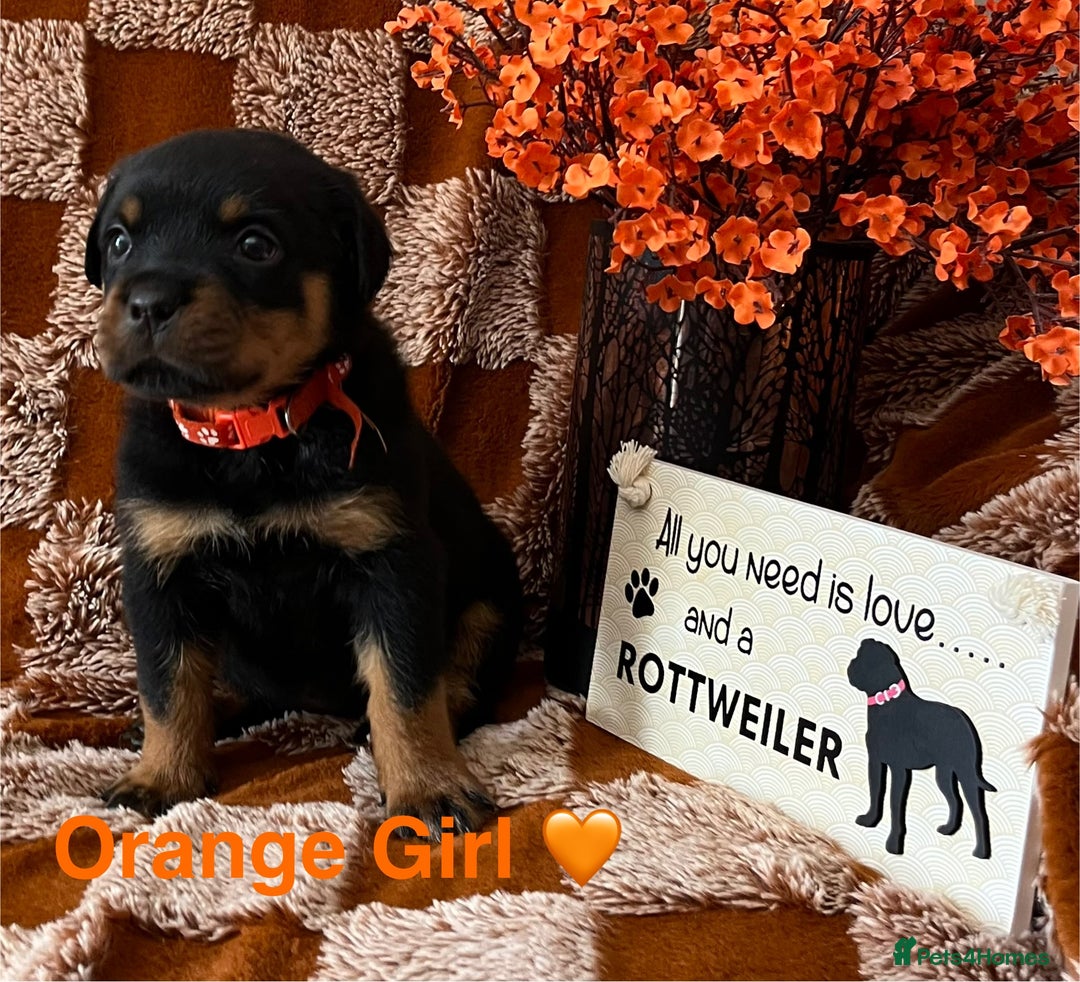Rottweiler dogs for sale: The best of the best Rottweilers  - Image 37
