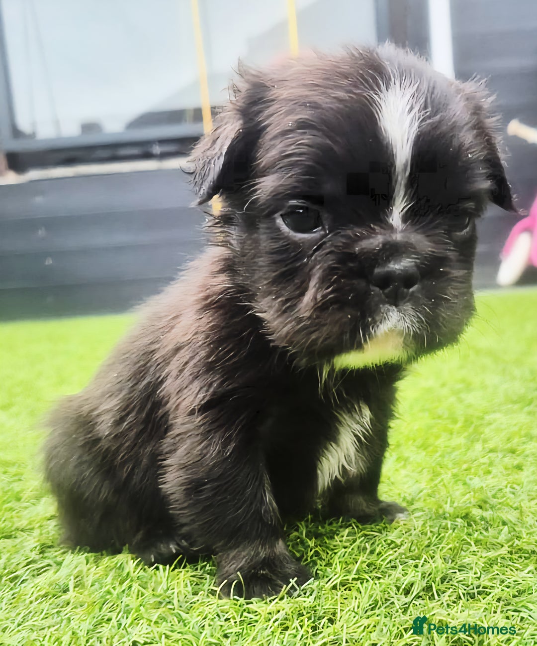 French Bulldog dogs for sale: FRENCHYS Kc from £2500 fluffy, Pink carriers - Image 22