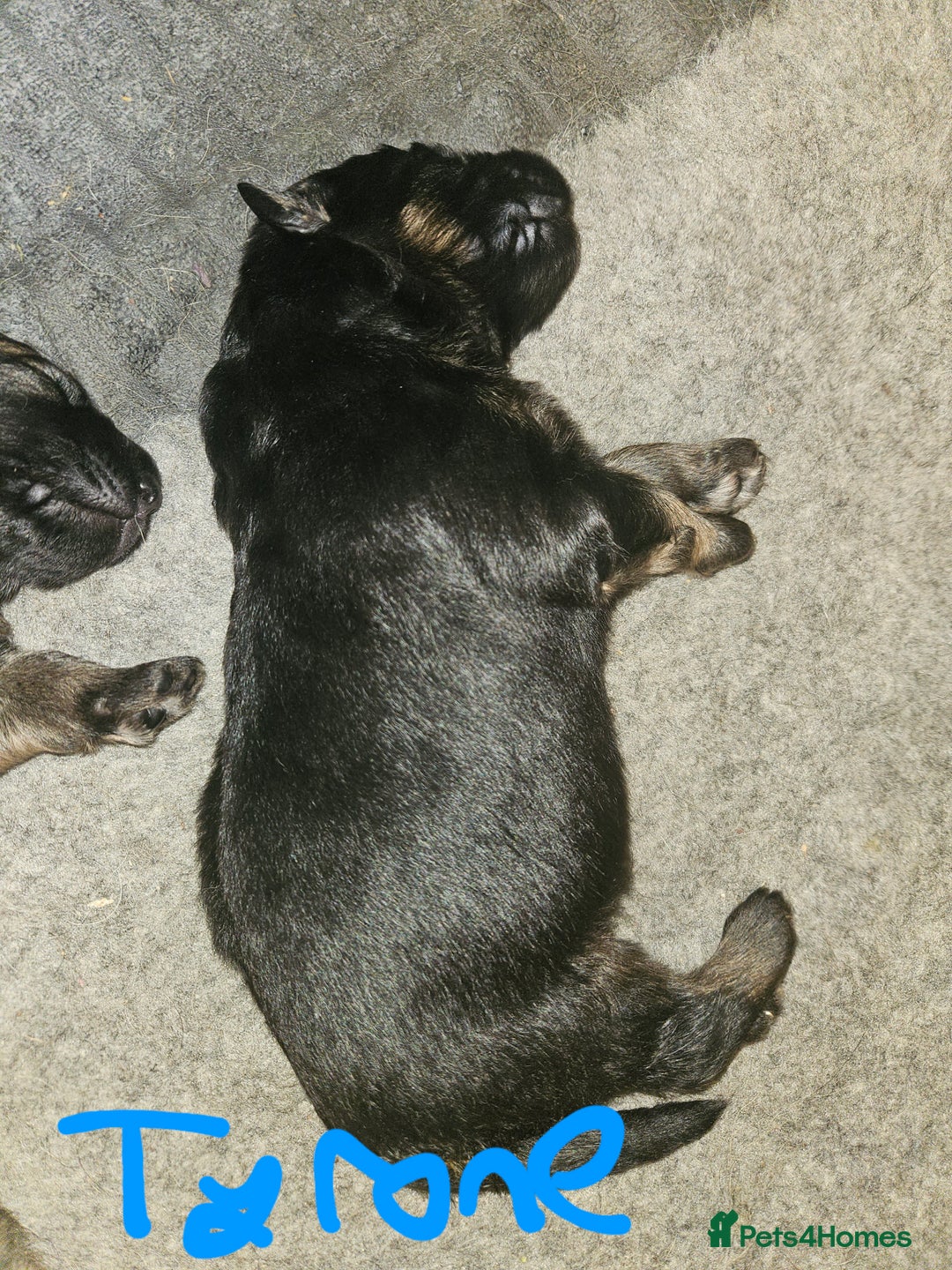 German Shepherd dogs for sale: 5 gorgeous german shepherd puppies for sale  - Advert 6