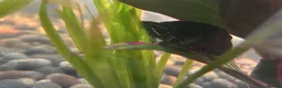 Turtle reptiles for sale: Young common musk and razor back Turtles in Manchester - Advert 7