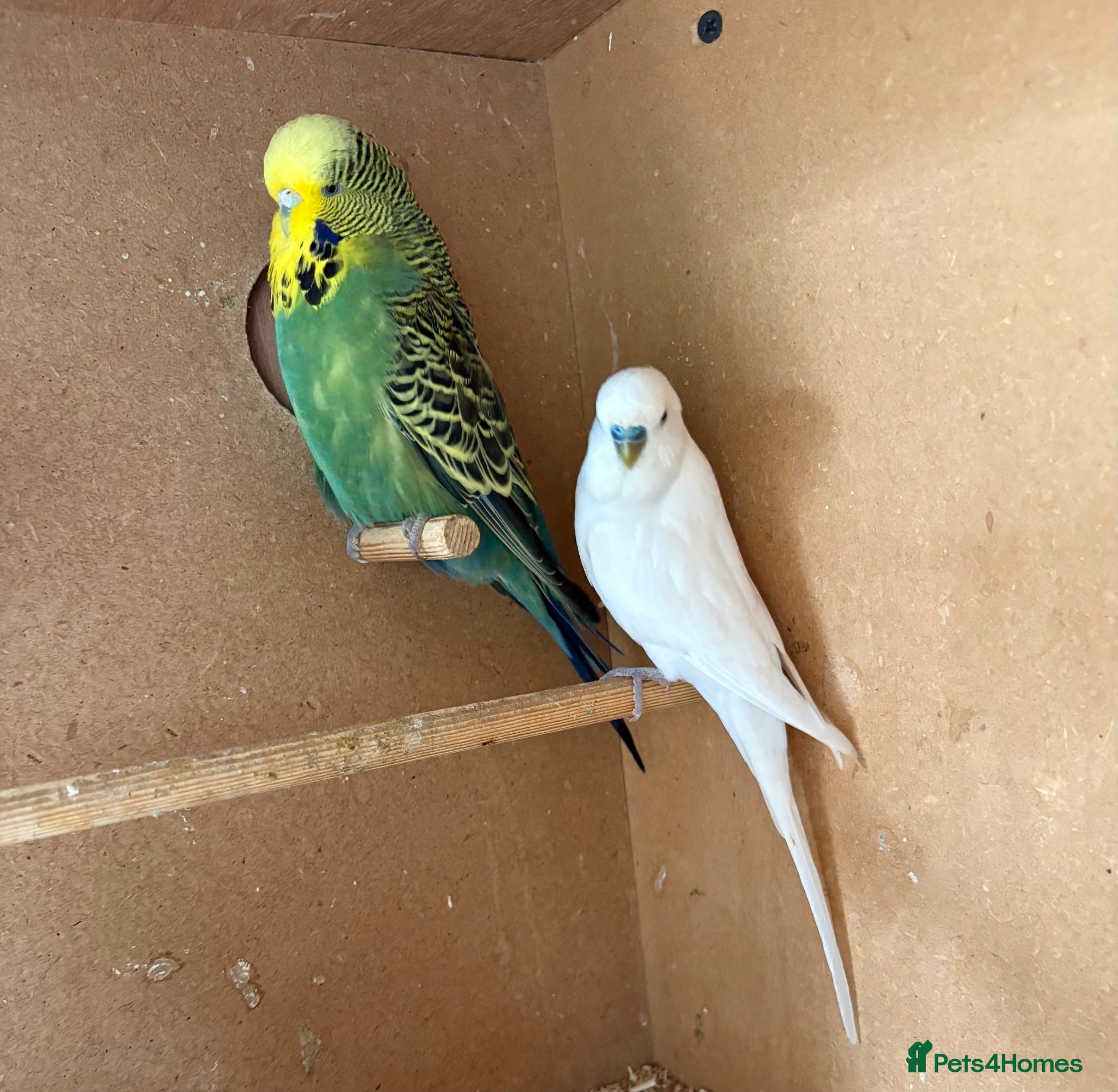 Budgerigars birds Breeding pair budgies  - Advert 19