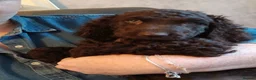Irish Water Spaniel dogs for sale: Irish water spaniel  in Londonderry - Advert 4