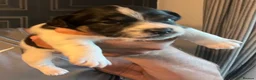 Jack Russell dogs for sale: Beautiful litter of Jack Russel puppies  in Milnthorpe - Advert 23