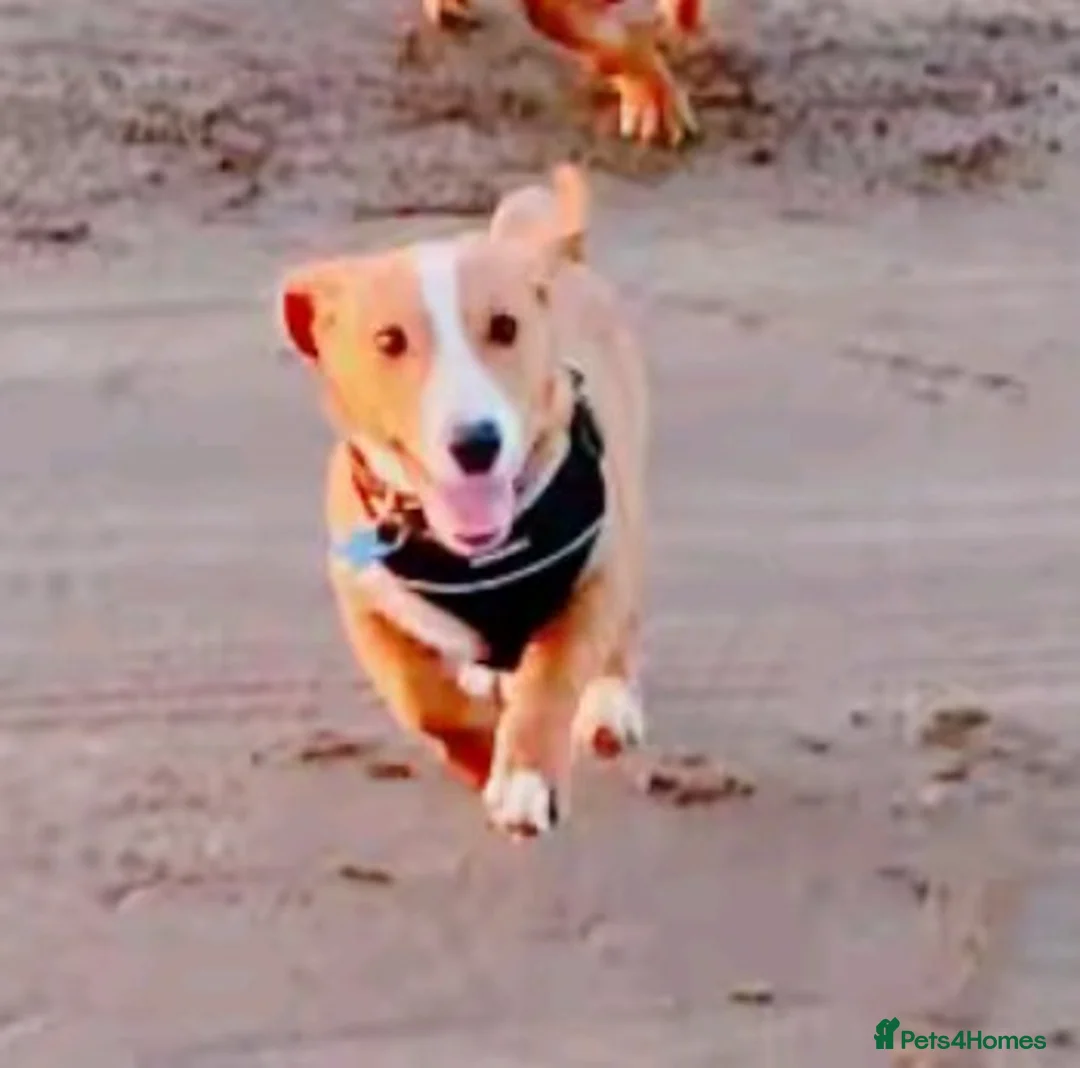 Jackshund dogs for sale: Jack Russell x Dachshund Boy - Advert 3