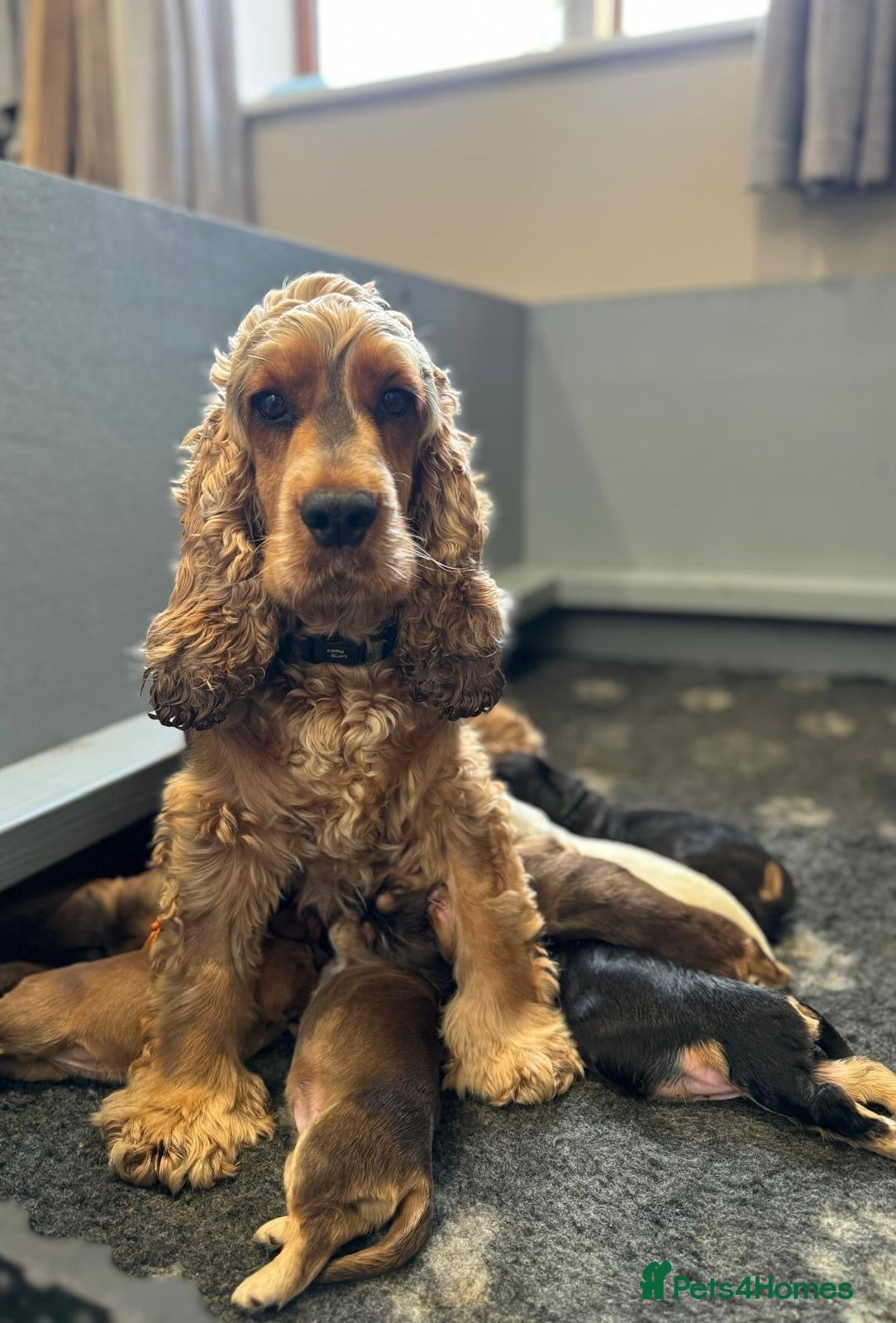 Cocker Spaniel dogs Health Tested Kc Show Type Cocker Spaniel Puppies - Advert 2