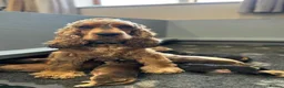 Cocker Spaniel dogs for sale: Health Tested Kc Show Type Cocker Spaniel Puppies - Advert 2