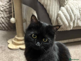 British Longhair cats Kittens - Advert 1