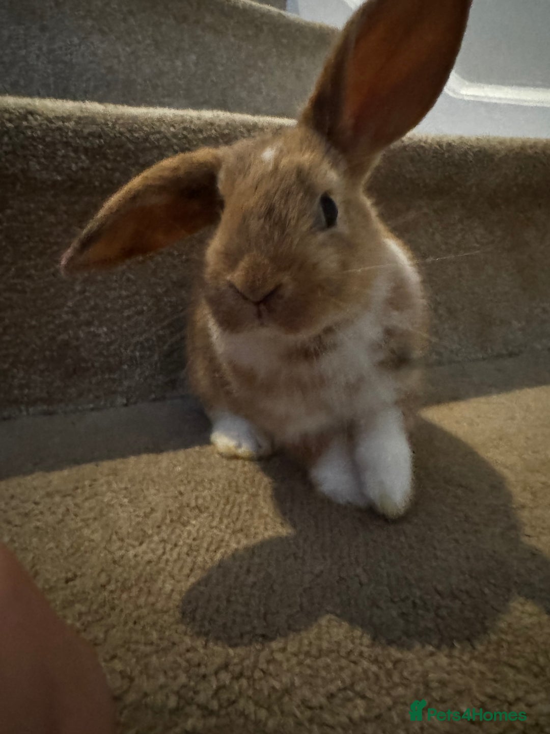 Mini Lop rabbits for sale: 2 mini lop girls available  - Image 2