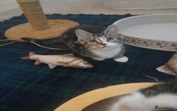 Munchkin cats for sale: Beautiful markings lush coat tabby tuxedo  - Image 40