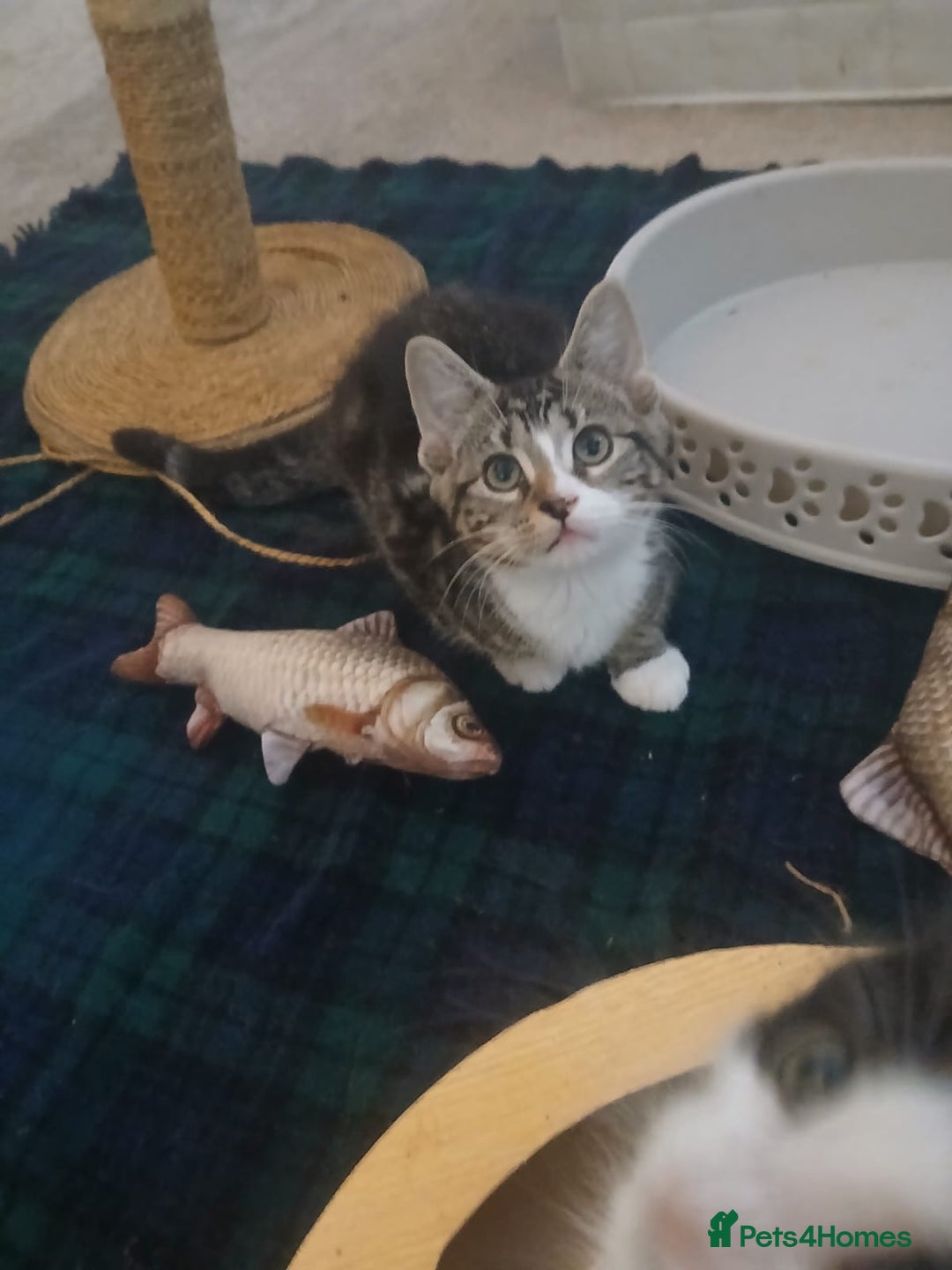 Munchkin cats for sale: Beautiful markings lush coat tabby tuxedo  - Image 40