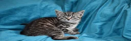 Mixed Breed cats for sale: 6 Gorgeous kittens for sale - Advert 28