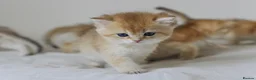 British Shorthair cats for sale: Golden Blue and Golden BSH kittens - Advert 24