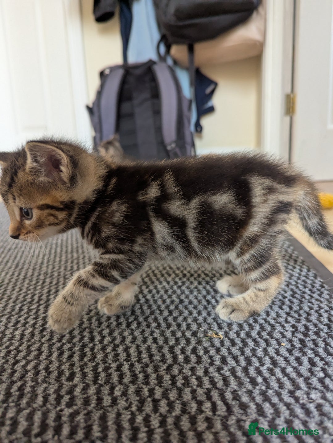Domestic Shorthair cats for sale: Adorable Kittens Looking for Their Forever Homes - Image 4