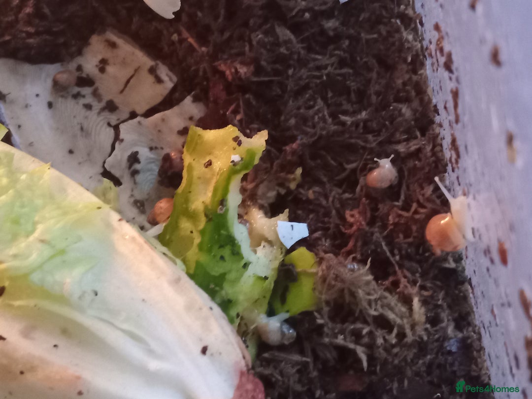 Snails invertebrates for sale: Baby giant African land snails Fulica  - Advert 8