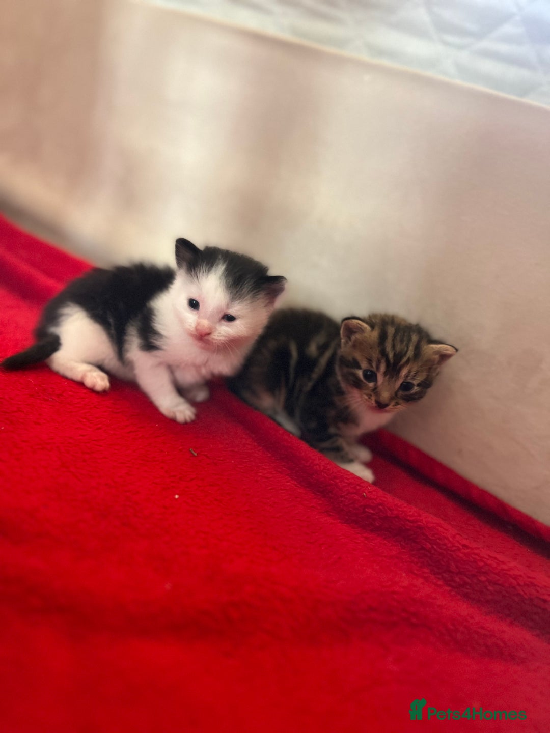 Domestic Shorthair cats for sale: Beautiful Kittens  in Godalming - Image 21