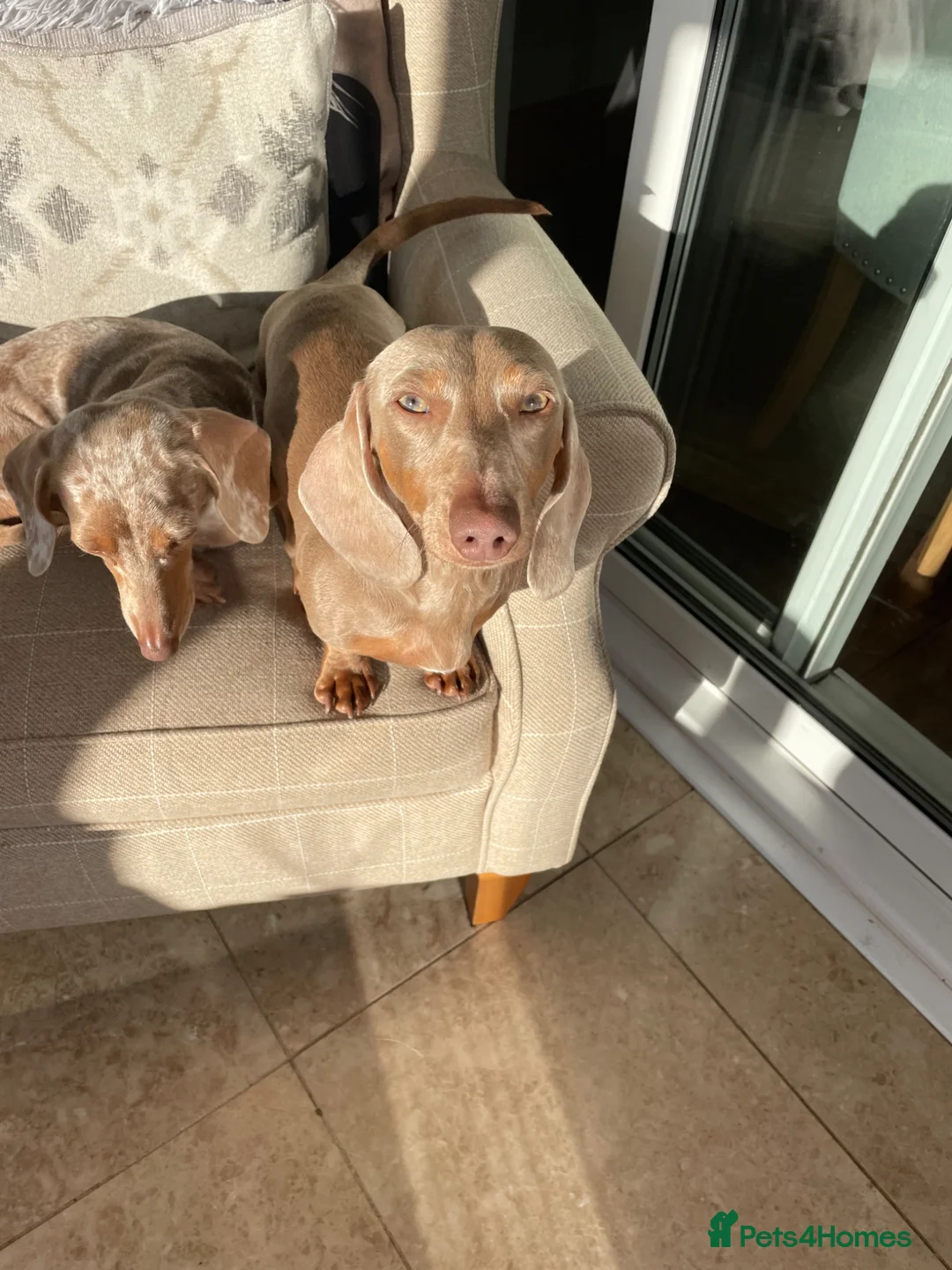 Miniature Dachshund dogs for stud: Bowser Isabell Stud KC Registered  - Advert 1