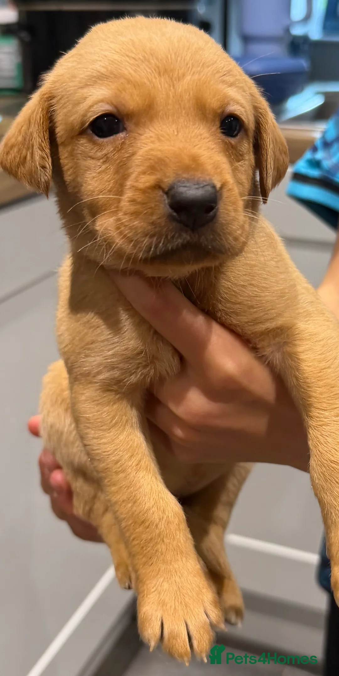 Labrador Retriever dogs for sale: KC registered Labradors for sale  - Advert 2