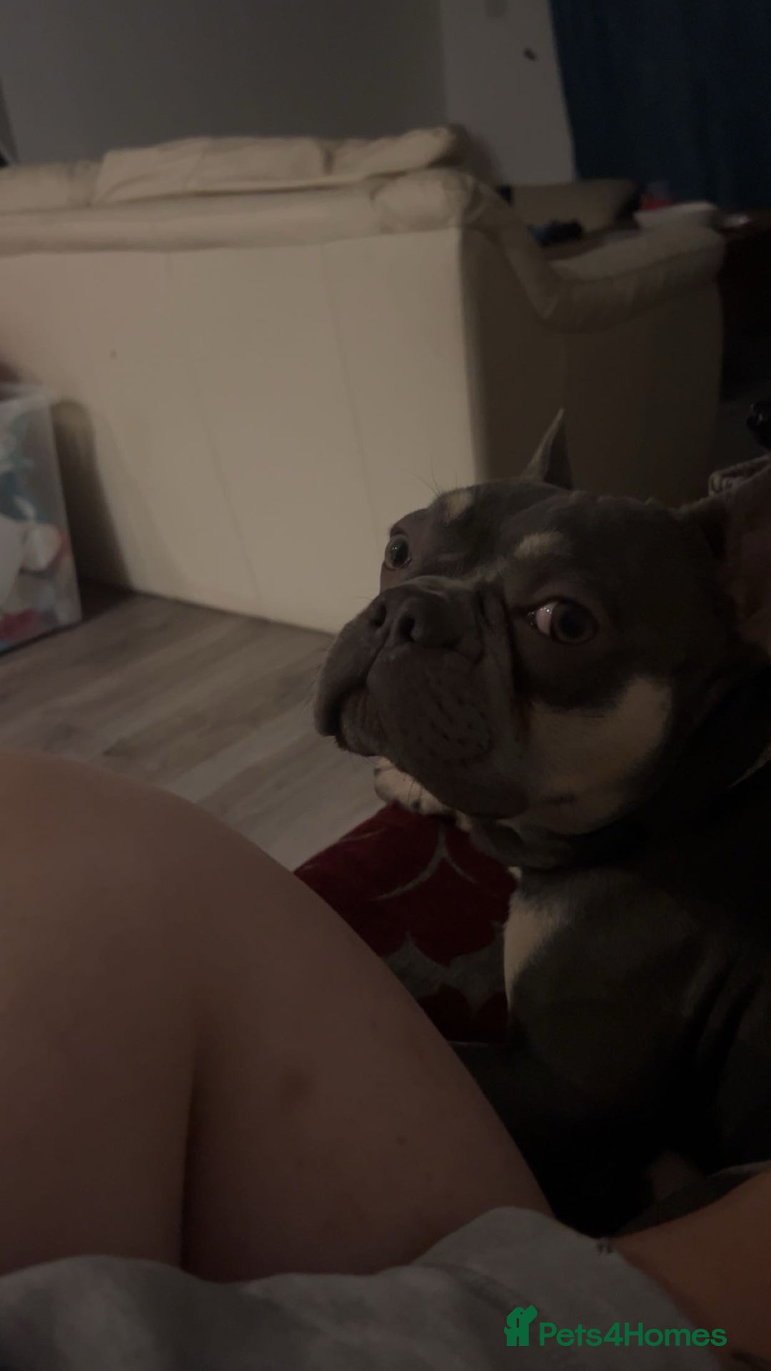 French Bulldog dogs for sale: OPEN TO OFFERS. Rehoming Jax, ASAP - Image 2