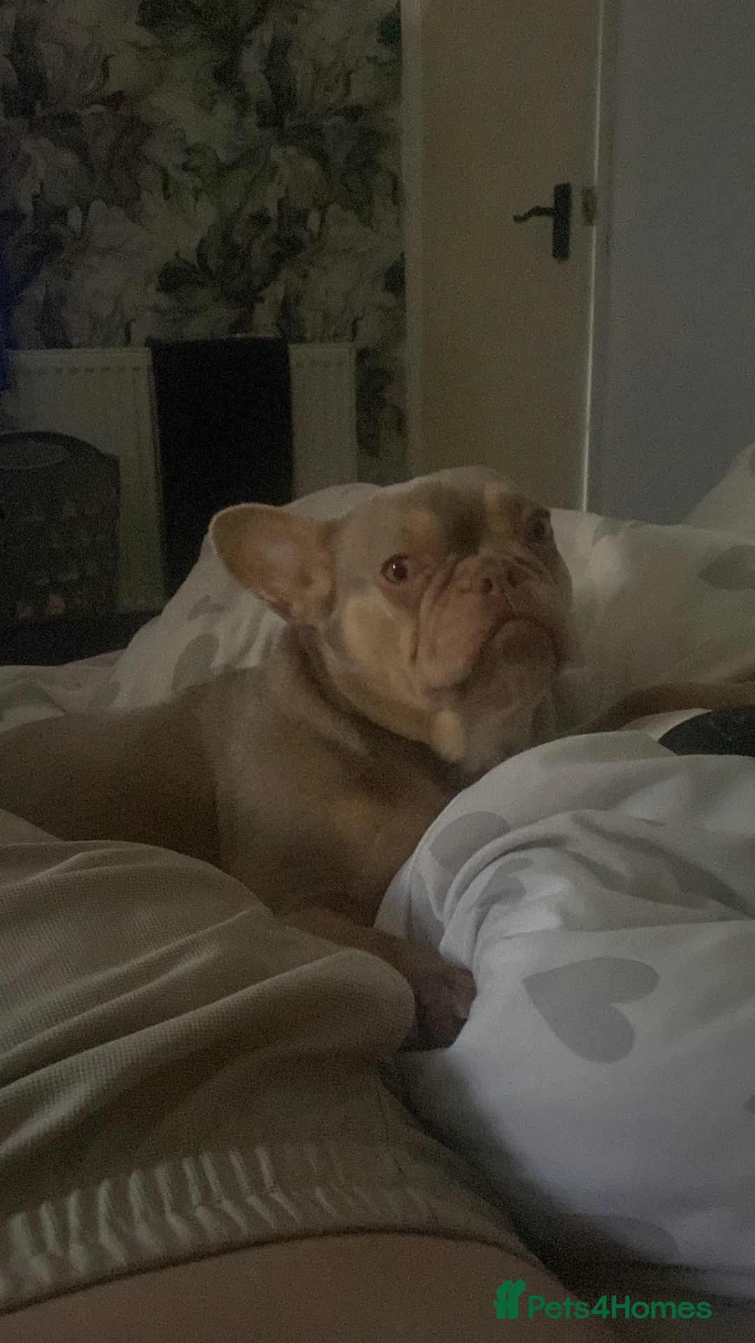 French Bulldog dogs for sale: Bambi  - Advert 1